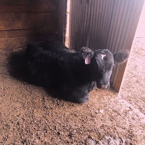 Meet your Posher, Kale